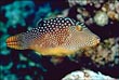 Spotted Sharpnose Puffer Fish